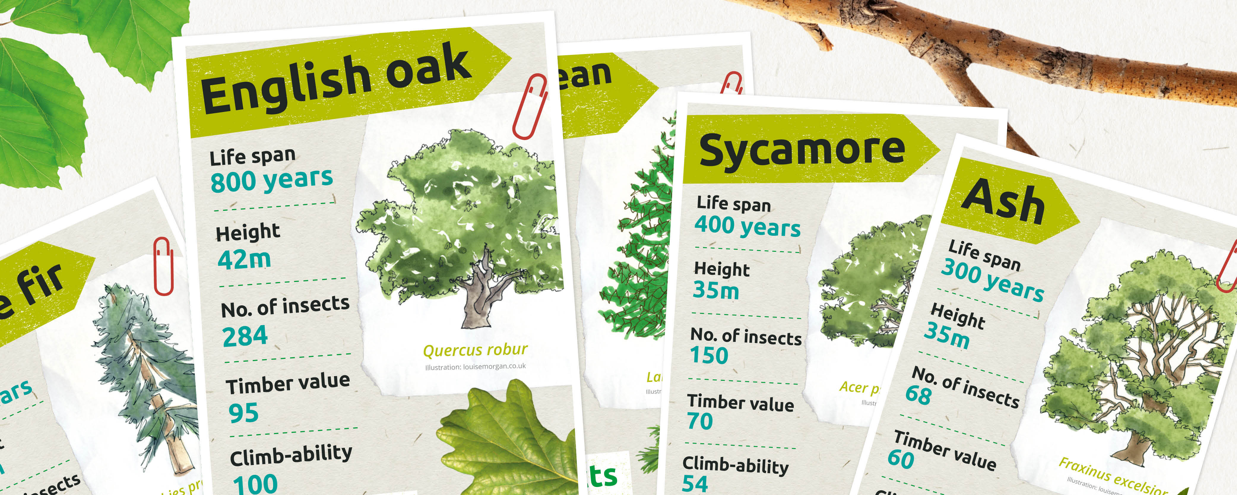 Download our Tree Trumps card game Forestry England